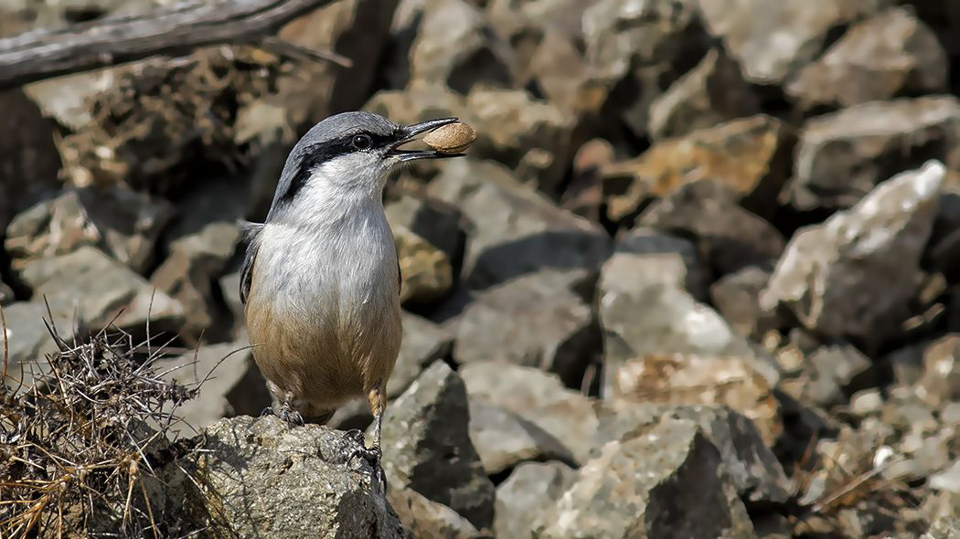 Western Rock Nuthatch