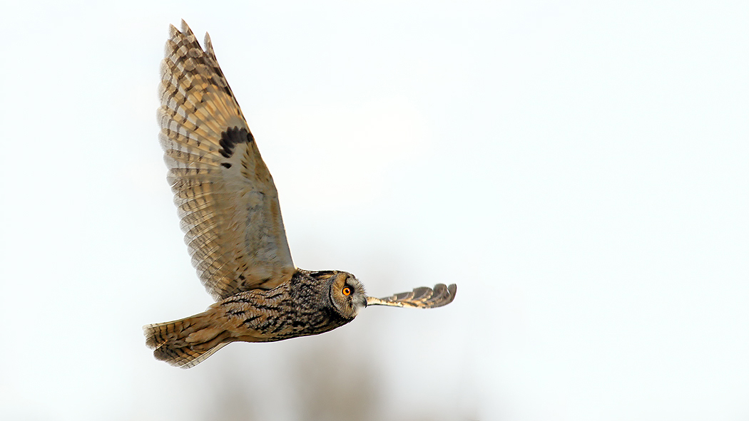 Long-eared Owl