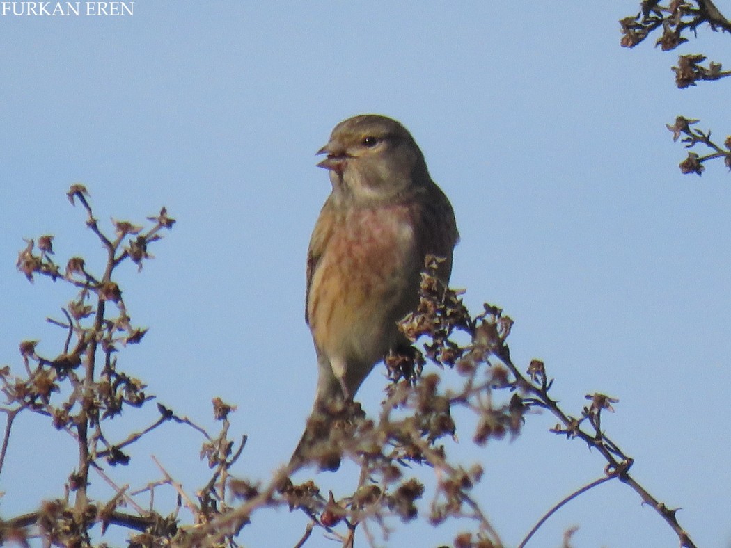 Common Linnet