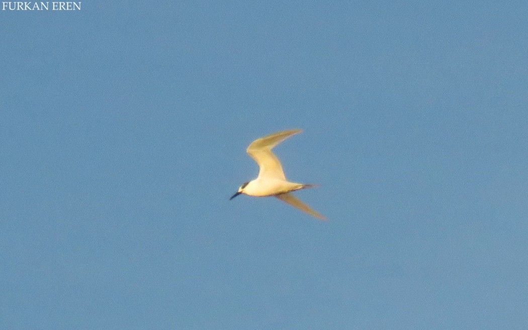 Sandwich Tern