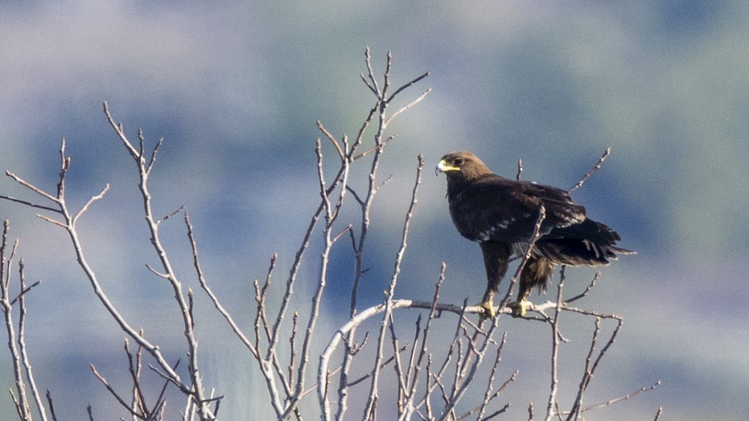 Greater Spotted Eagle
