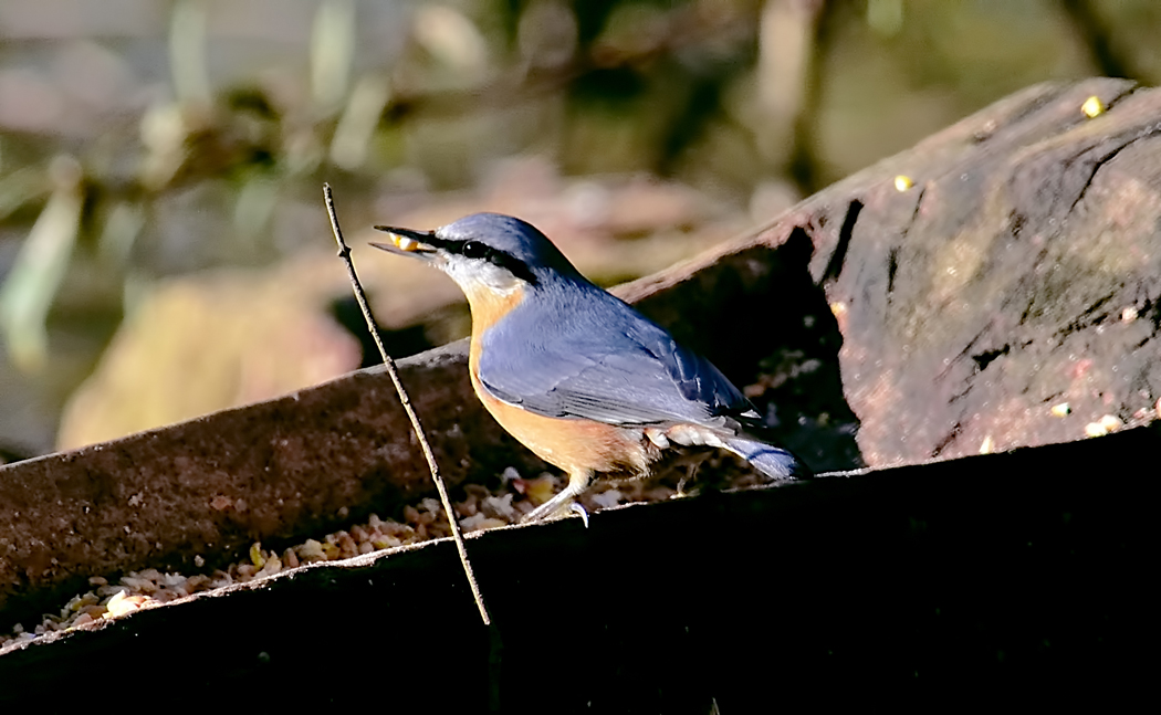 Eurasian Nuthatch