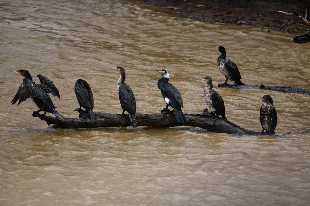 Great Cormorant