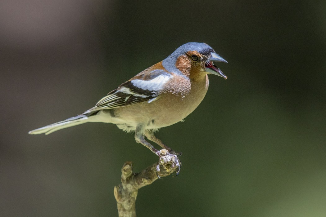 Eurasian Chaffinch