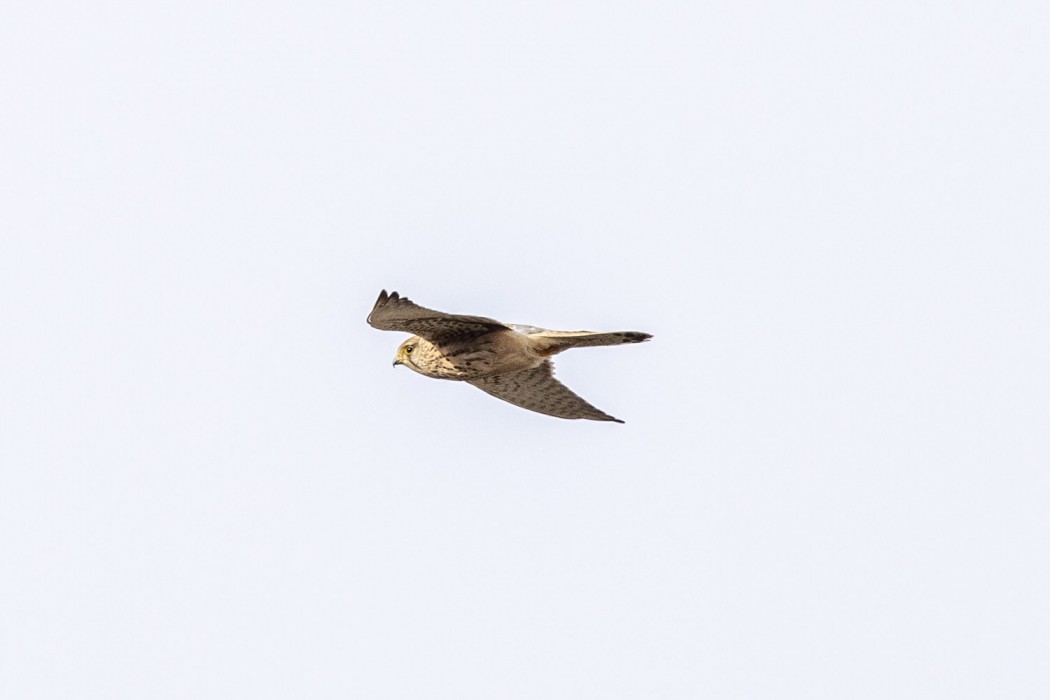 Common Kestrel