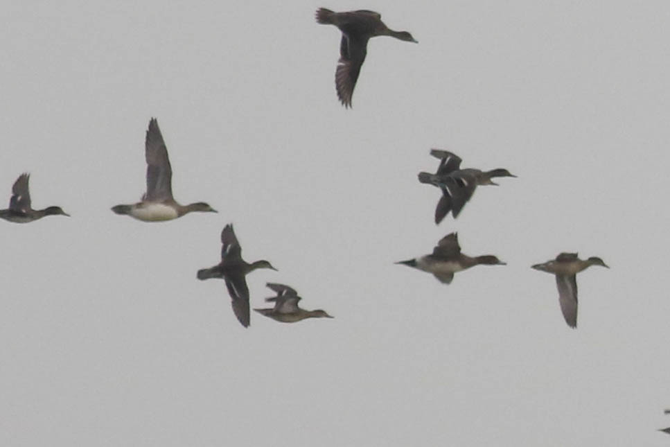 Eurasian Wigeon