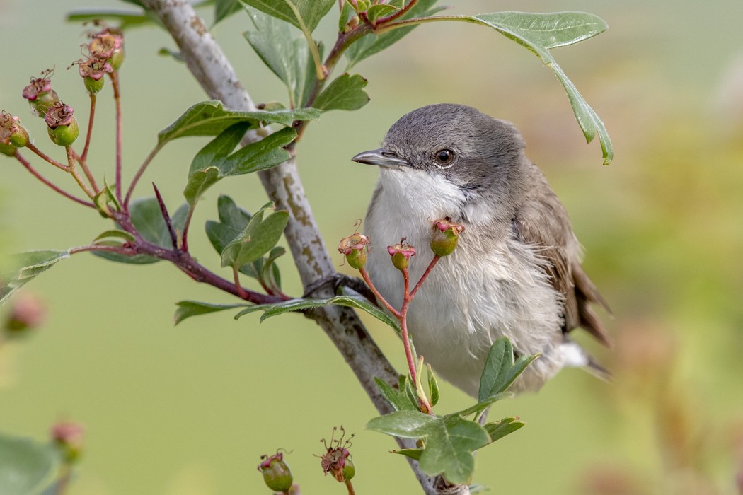 Lesser Whitethroat