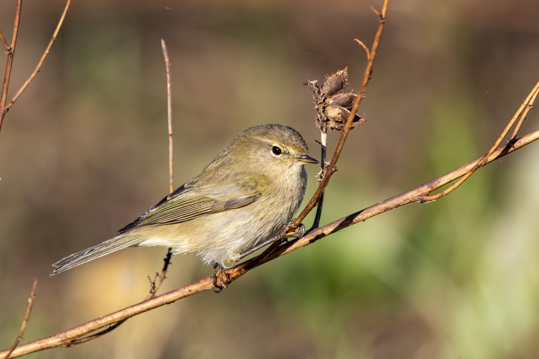 Common Chiffchaff