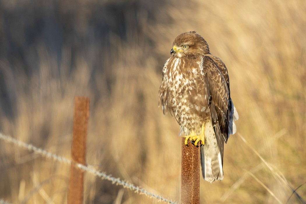 Common Buzzard