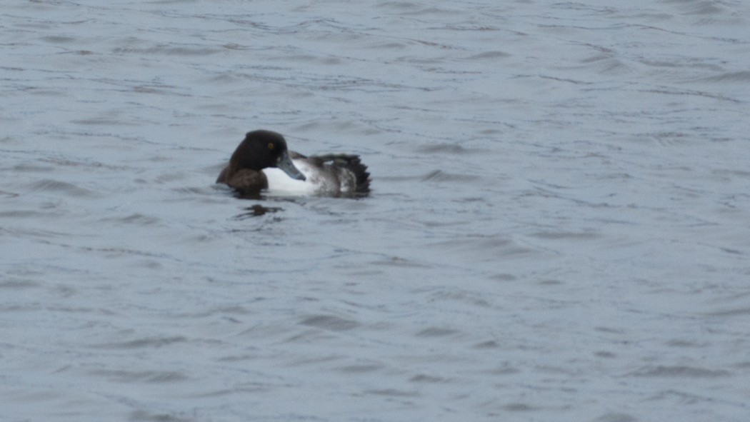 Tufted Duck