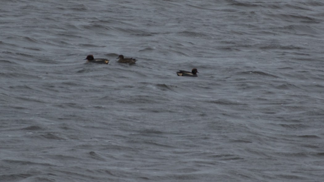 Eurasian Teal