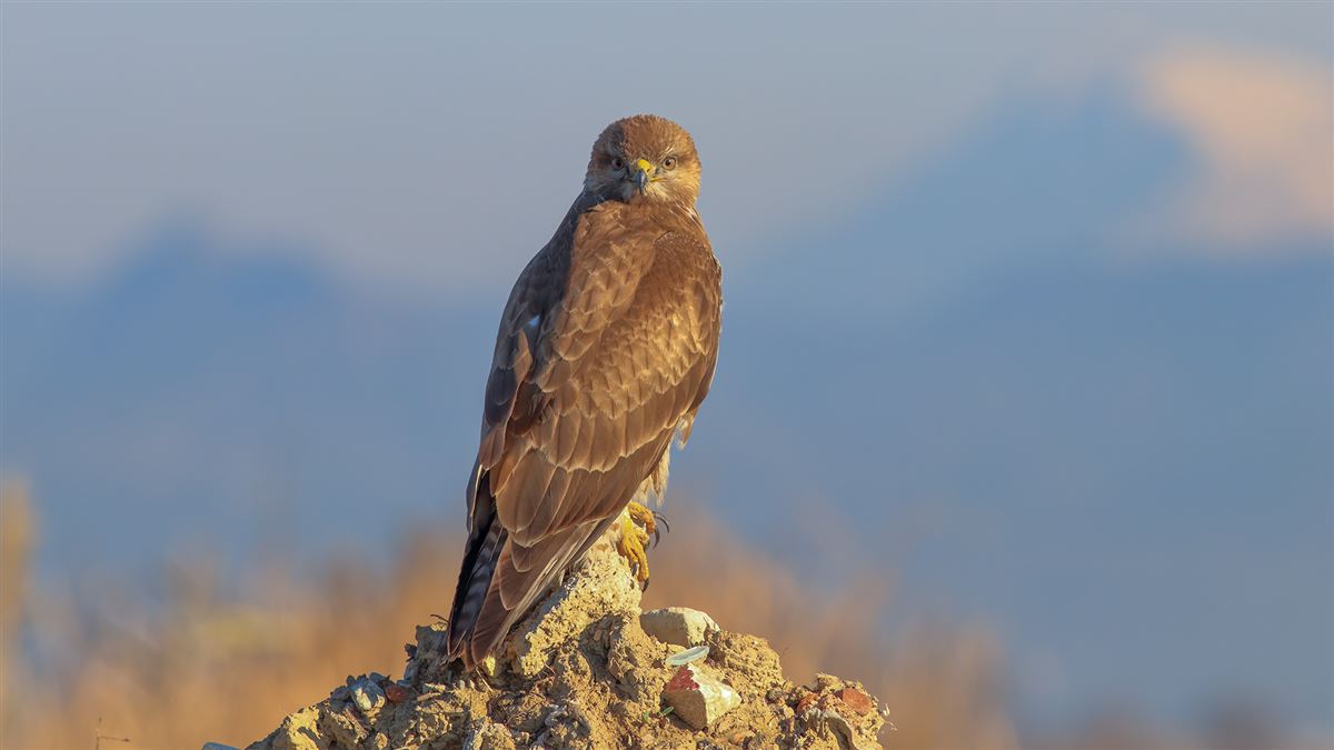 Common Buzzard