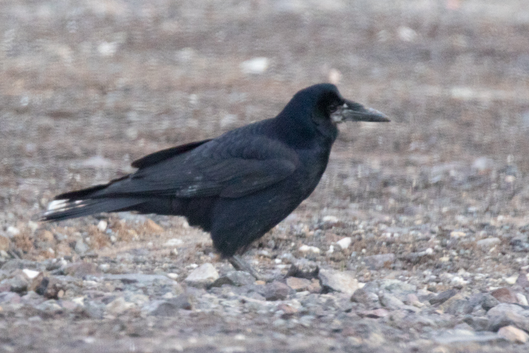 Rook