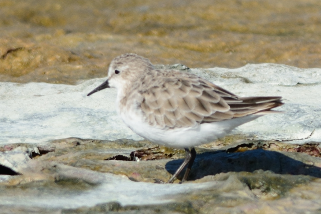 Little Stint