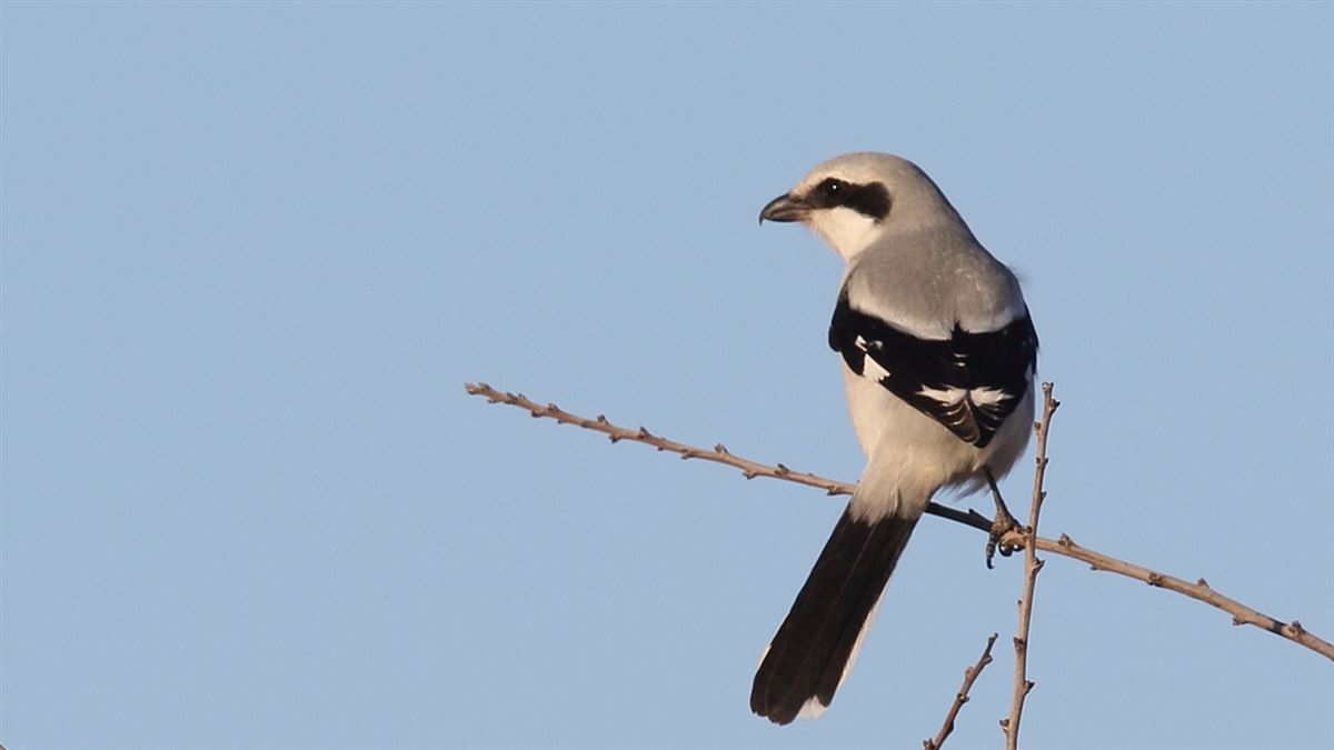 Great Grey Shrike