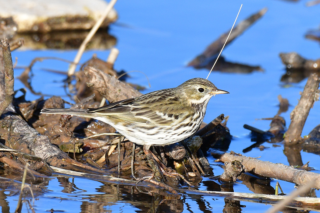 Meadow Pipit