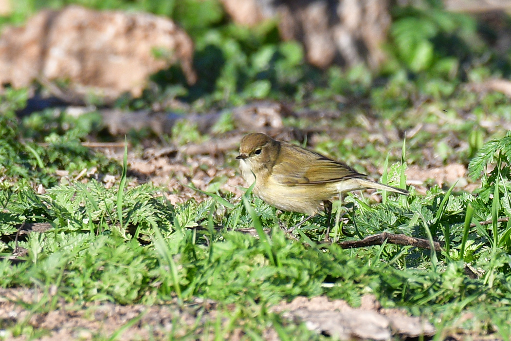 Common Chiffchaff