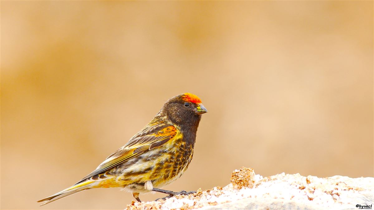 Red-fronted Serin