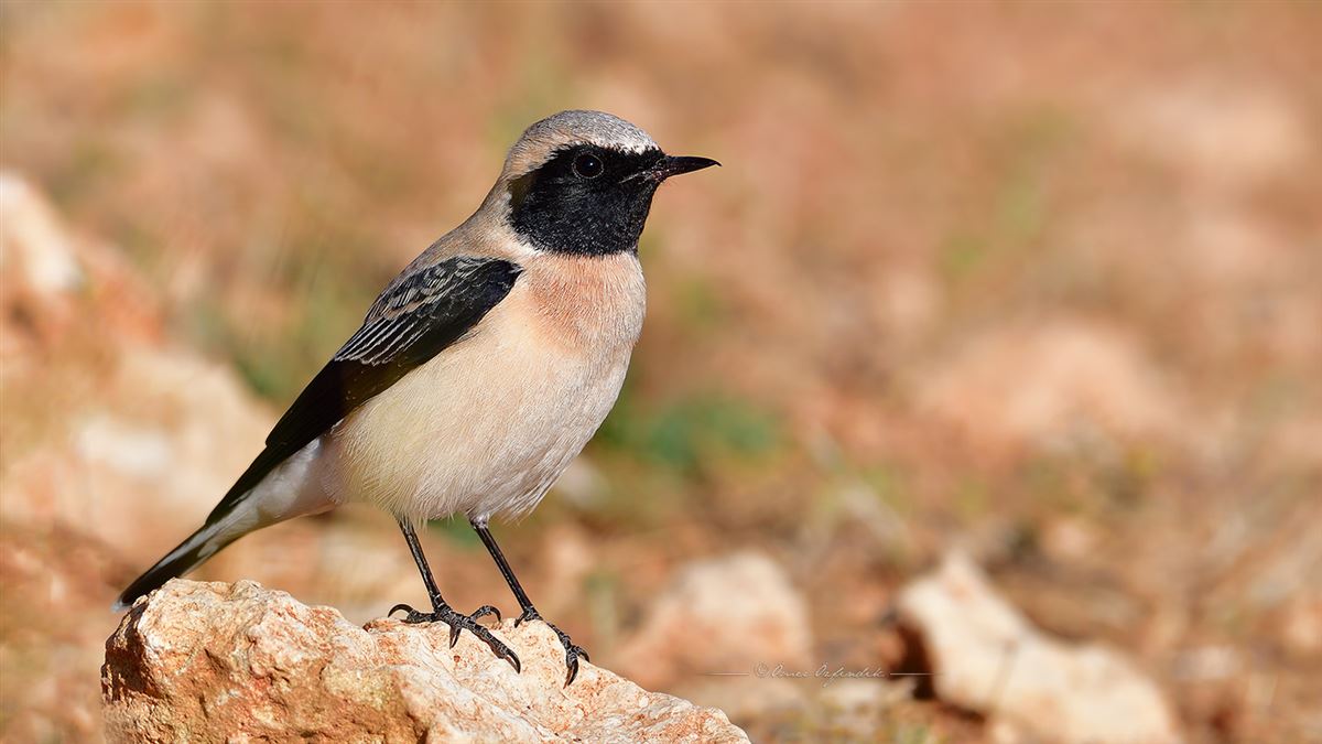 Black-eared Wheatear