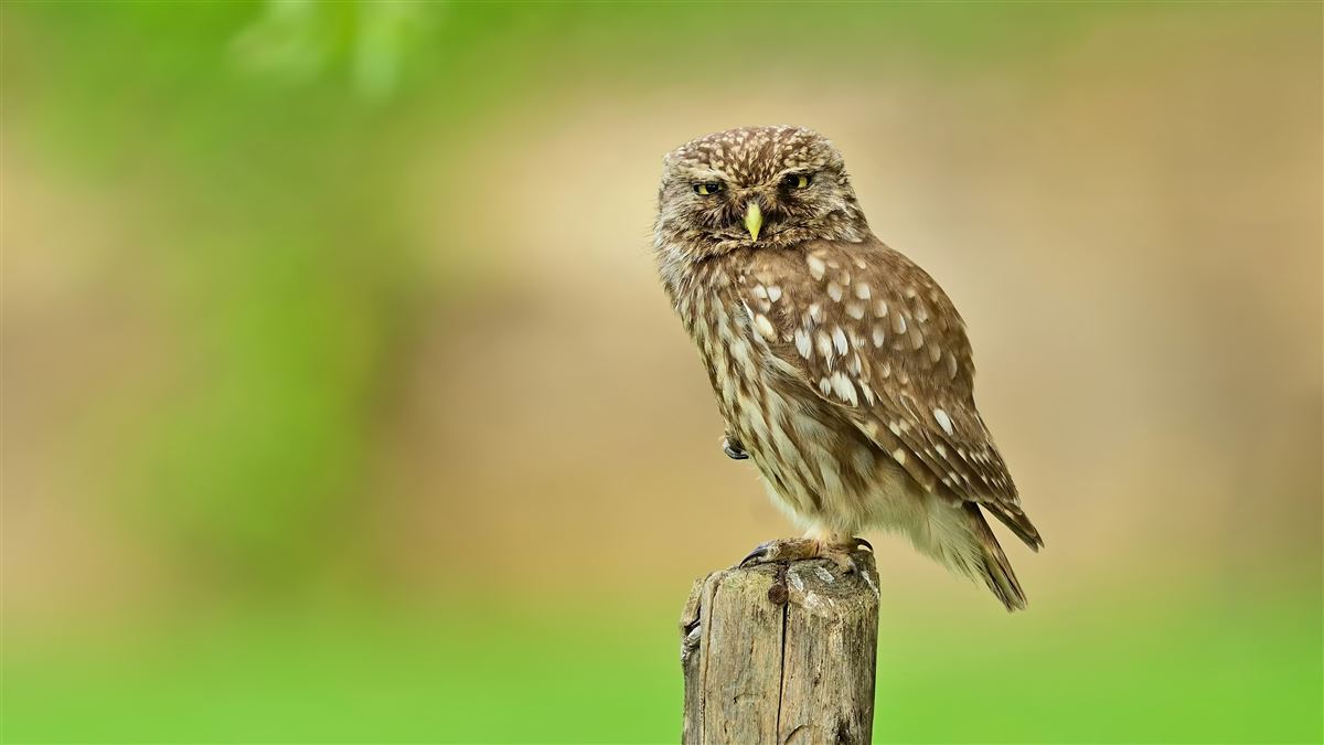 Little Owl