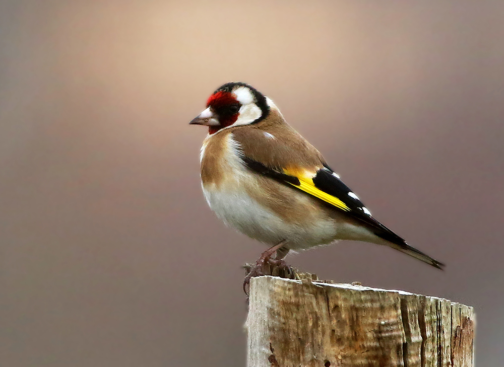 European Goldfinch