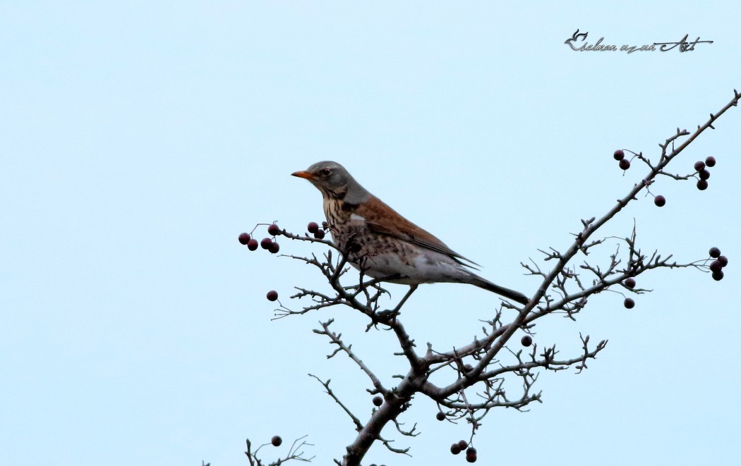 Fieldfare