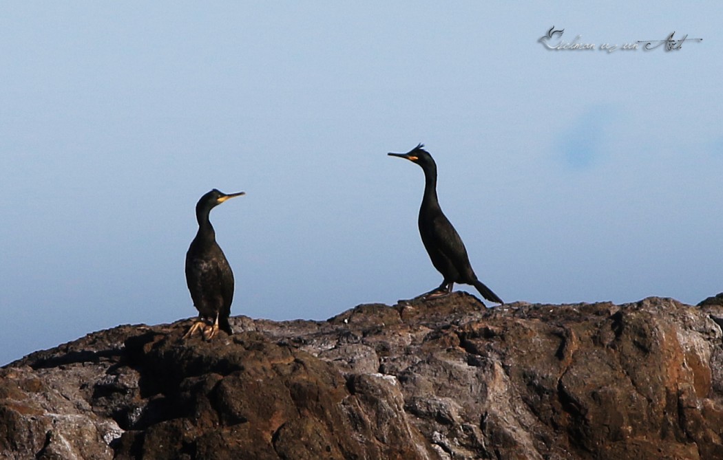 European Shag