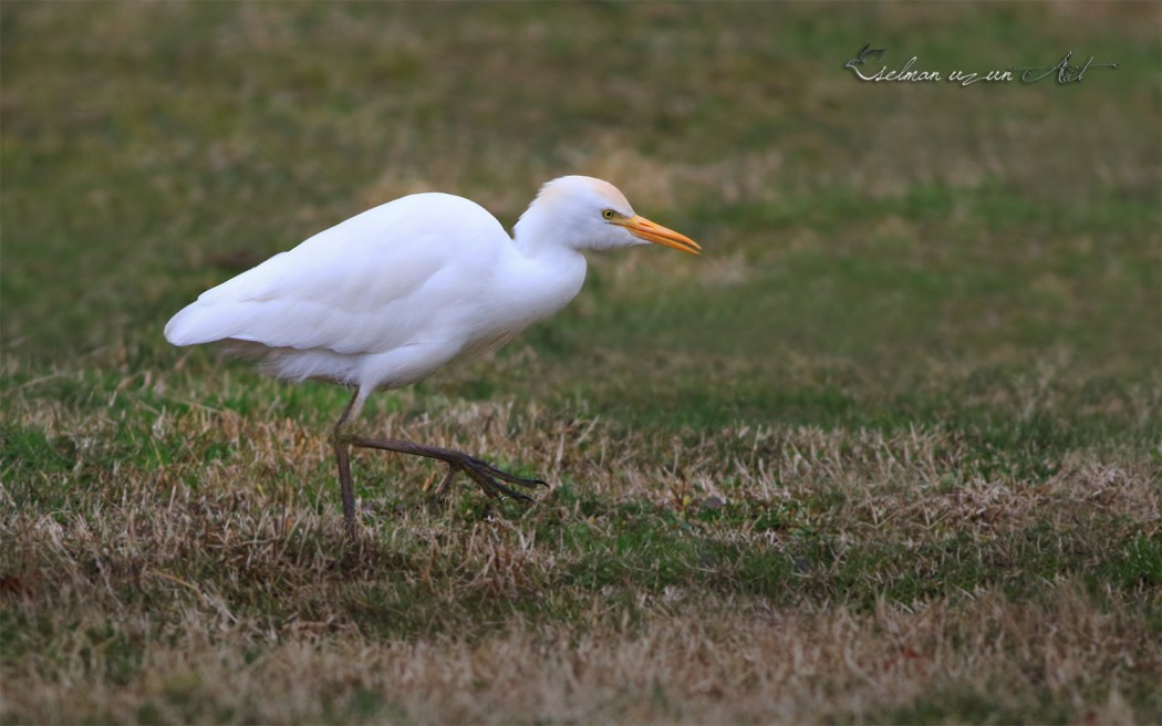 Western Cattle Egret