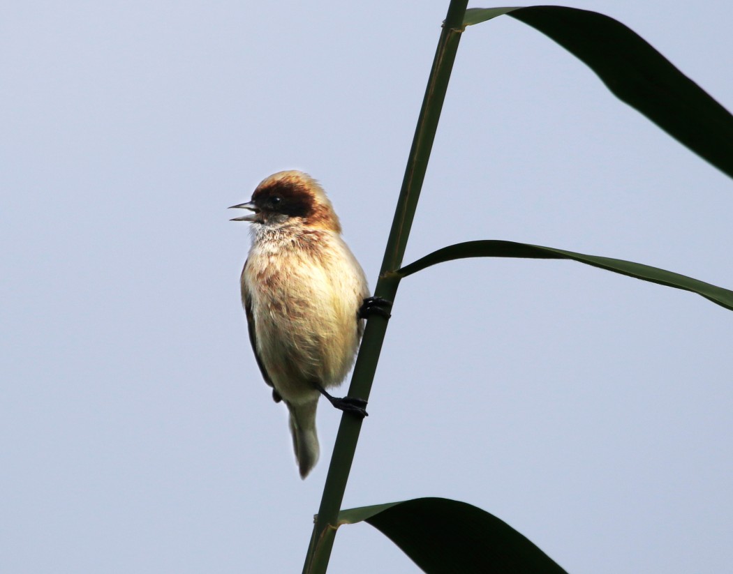 Eurasian Penduline Tit
