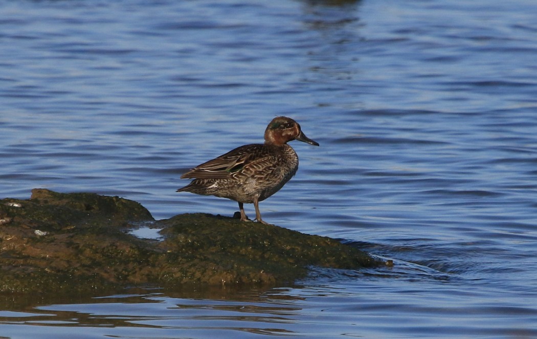 Eurasian Teal