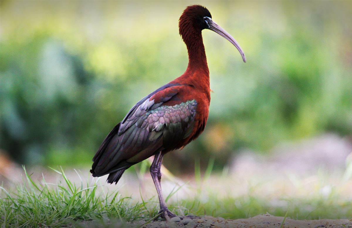 Glossy Ibis