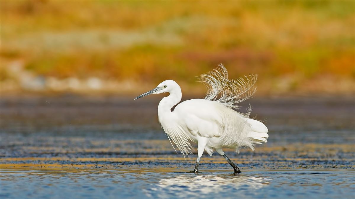 Little Egret