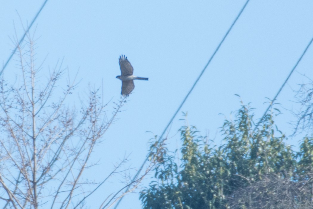 Eurasian Sparrowhawk
