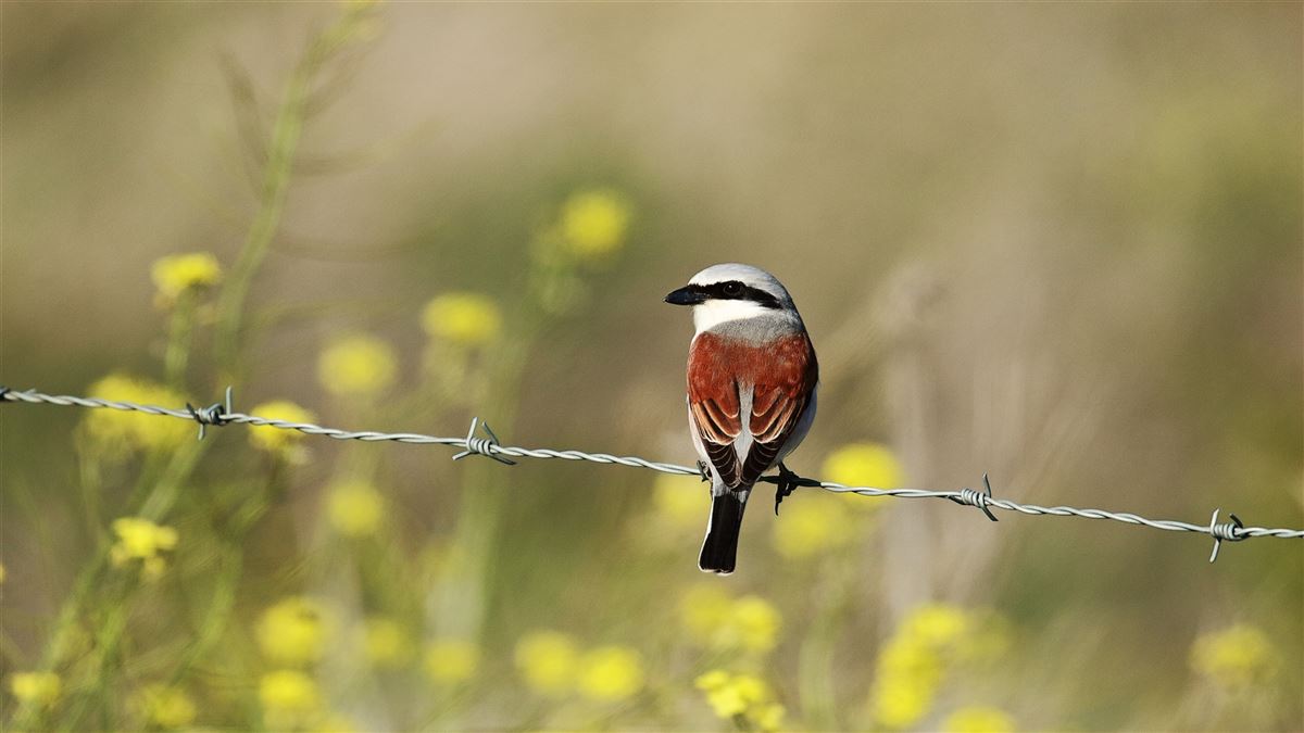 Red-backed Shrike