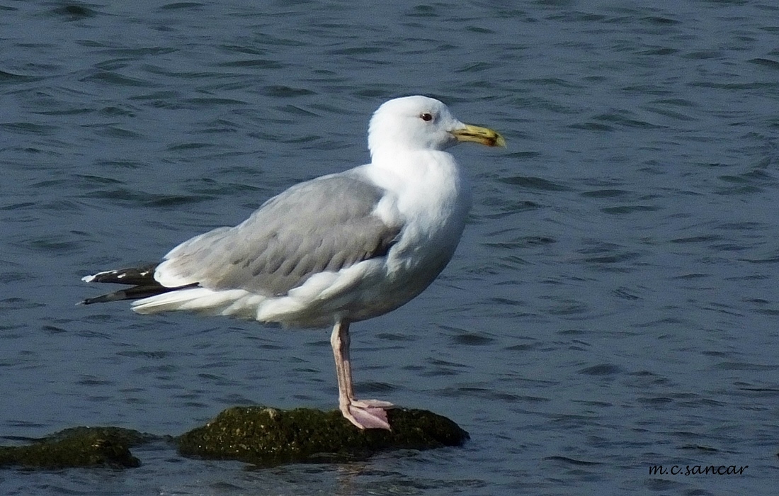 Caspian Gull