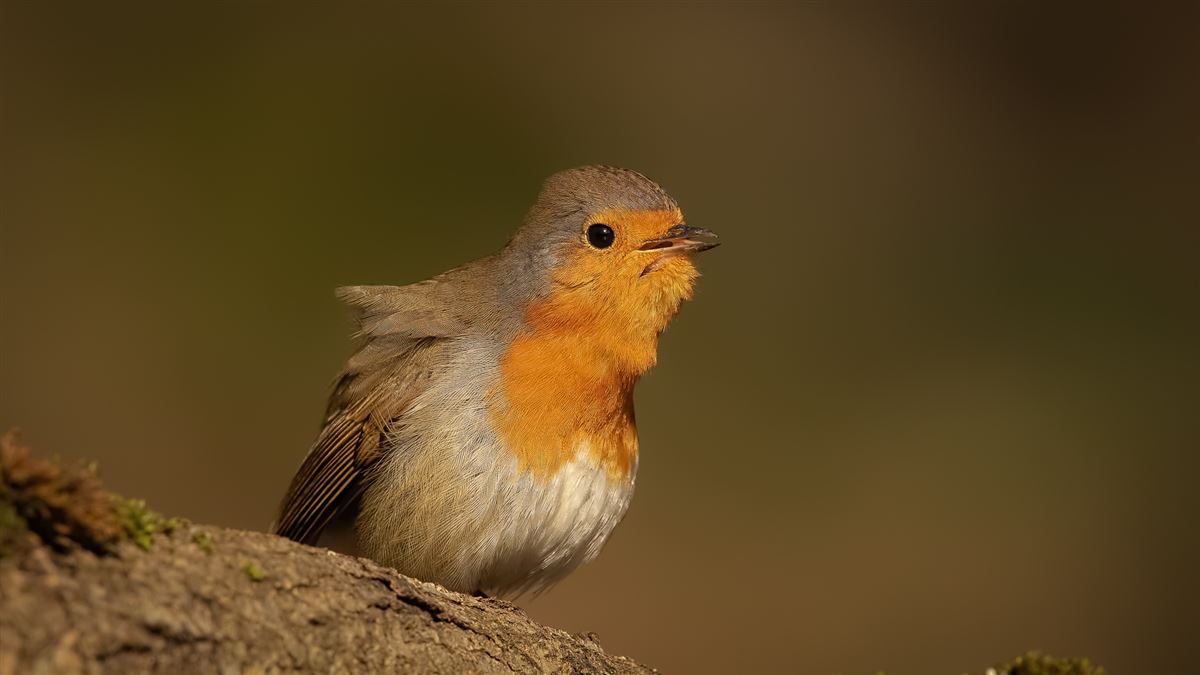 European Robin