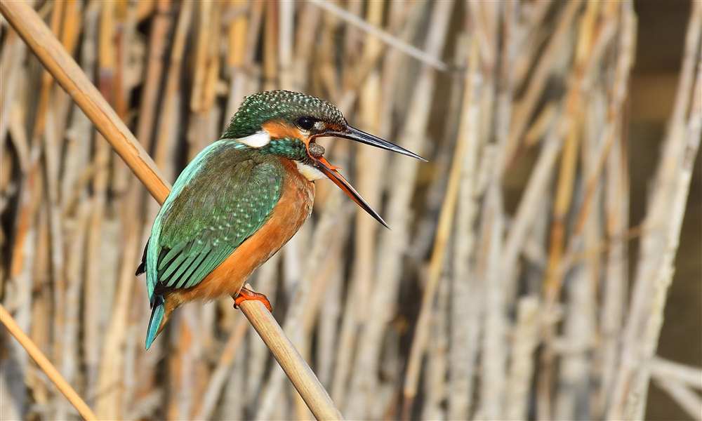 Common Kingfisher