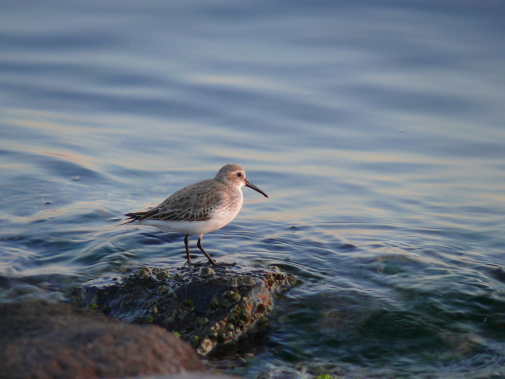 Dunlin