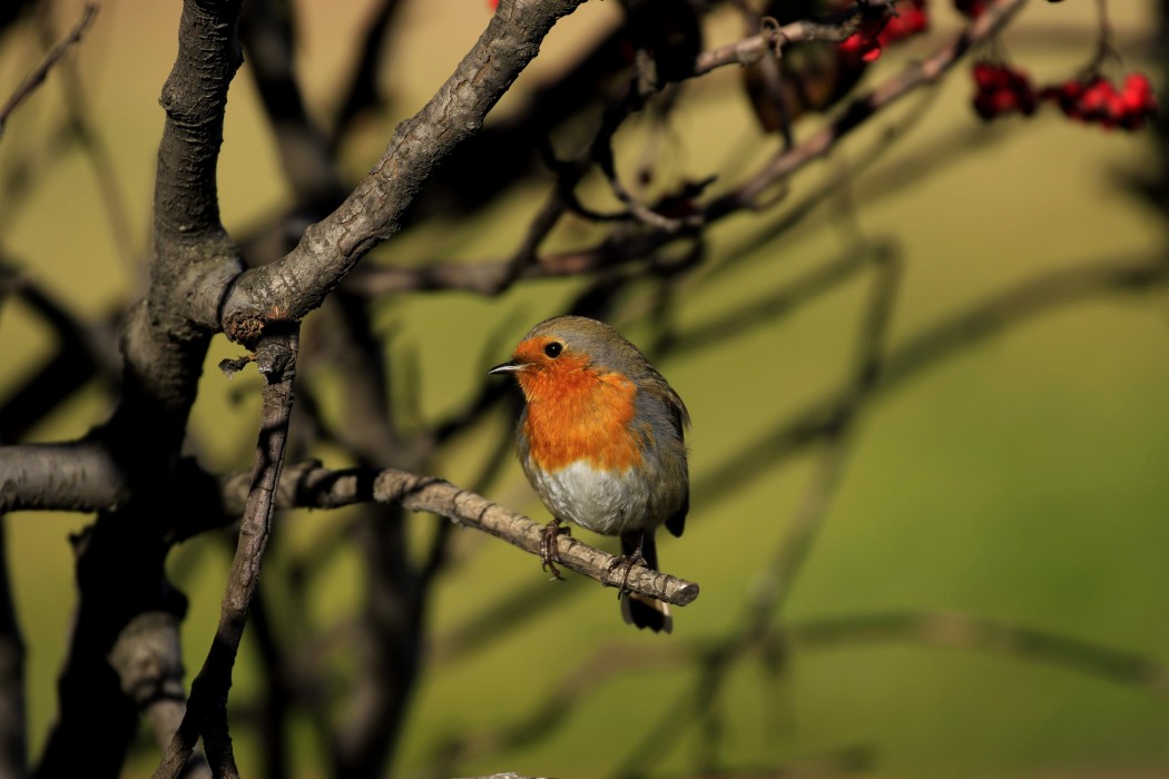European Robin
