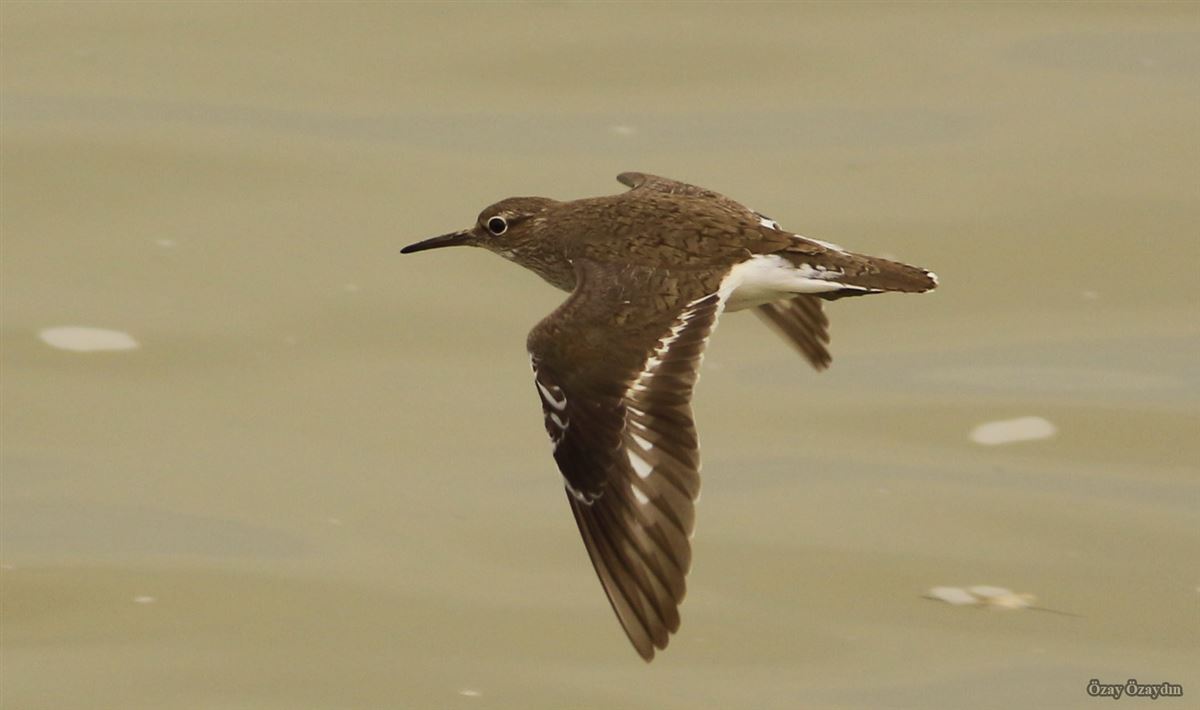 Common Sandpiper