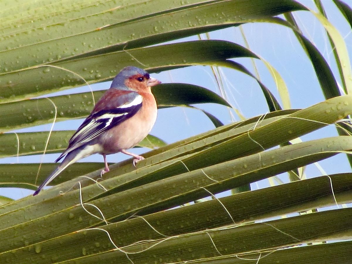 Eurasian Chaffinch