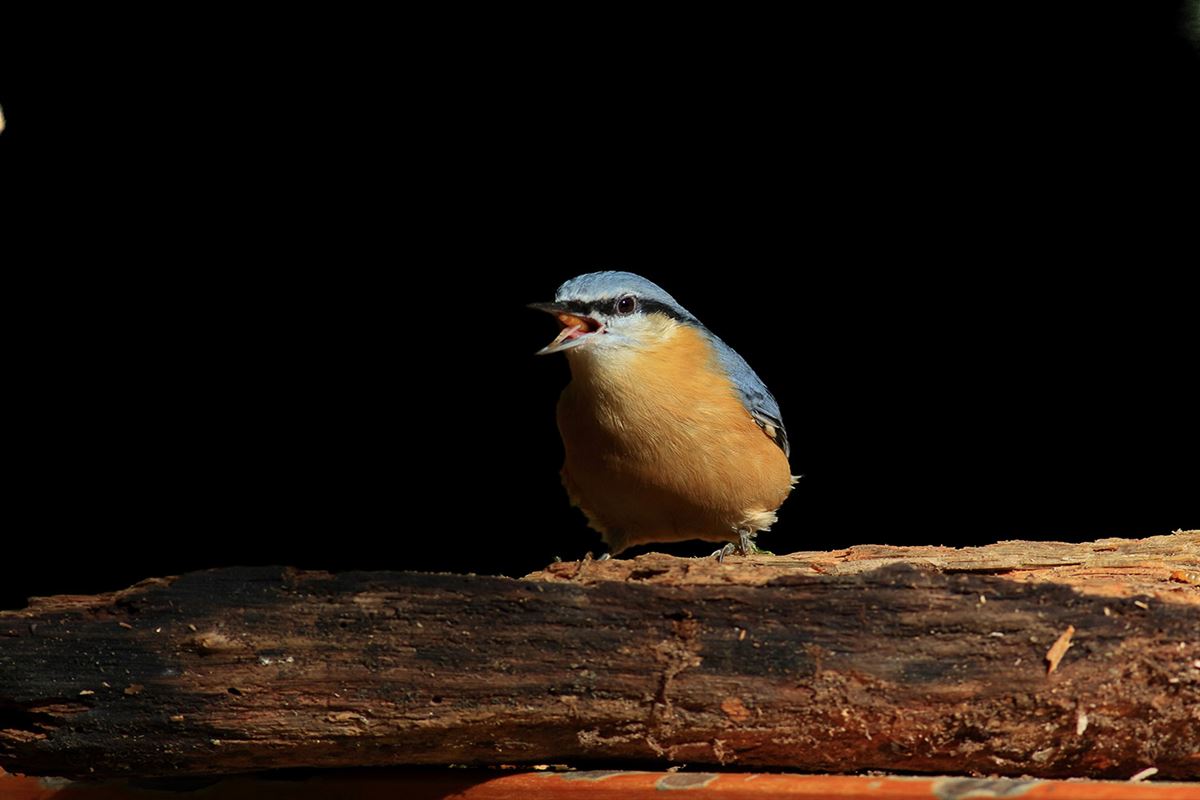 Eurasian Nuthatch