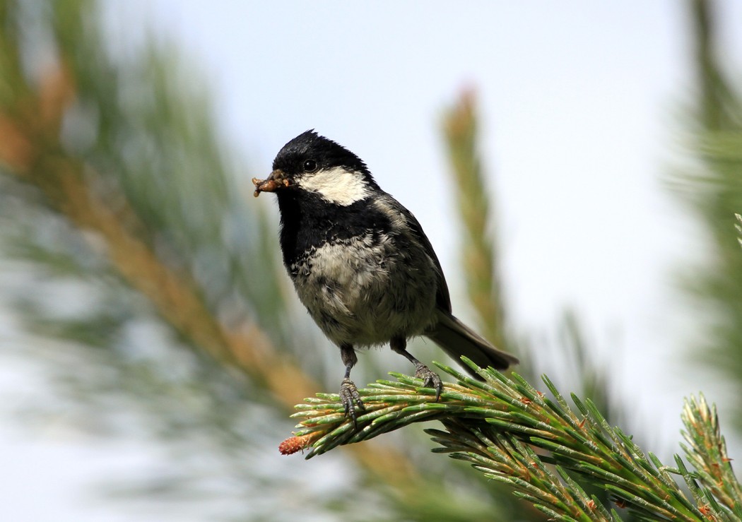 Coal Tit
