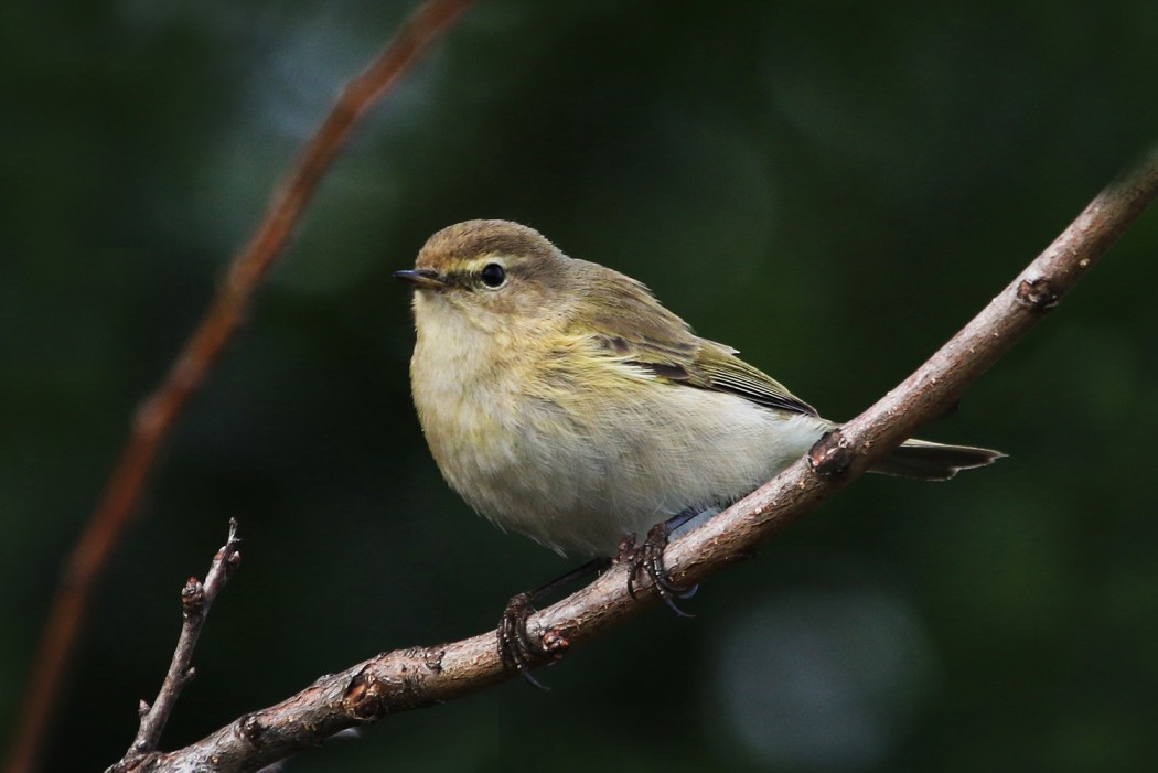 Common Chiffchaff