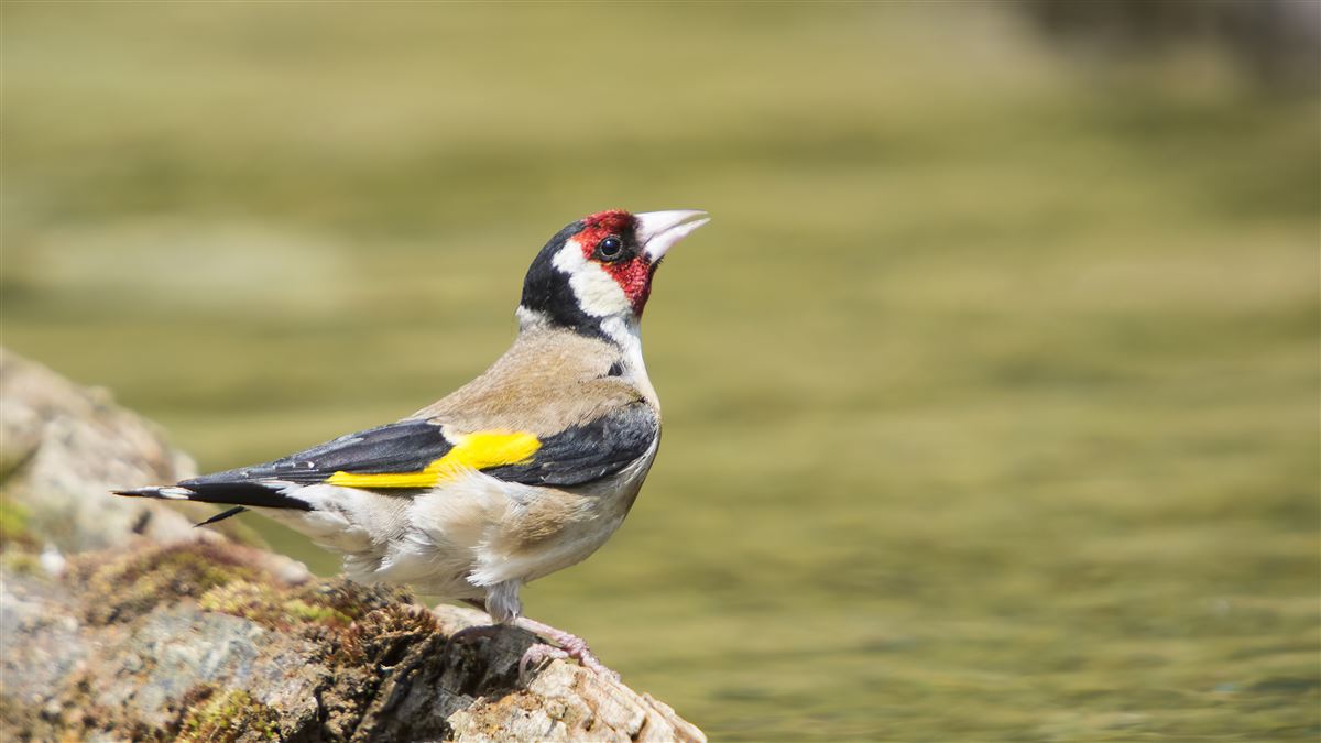 European Goldfinch