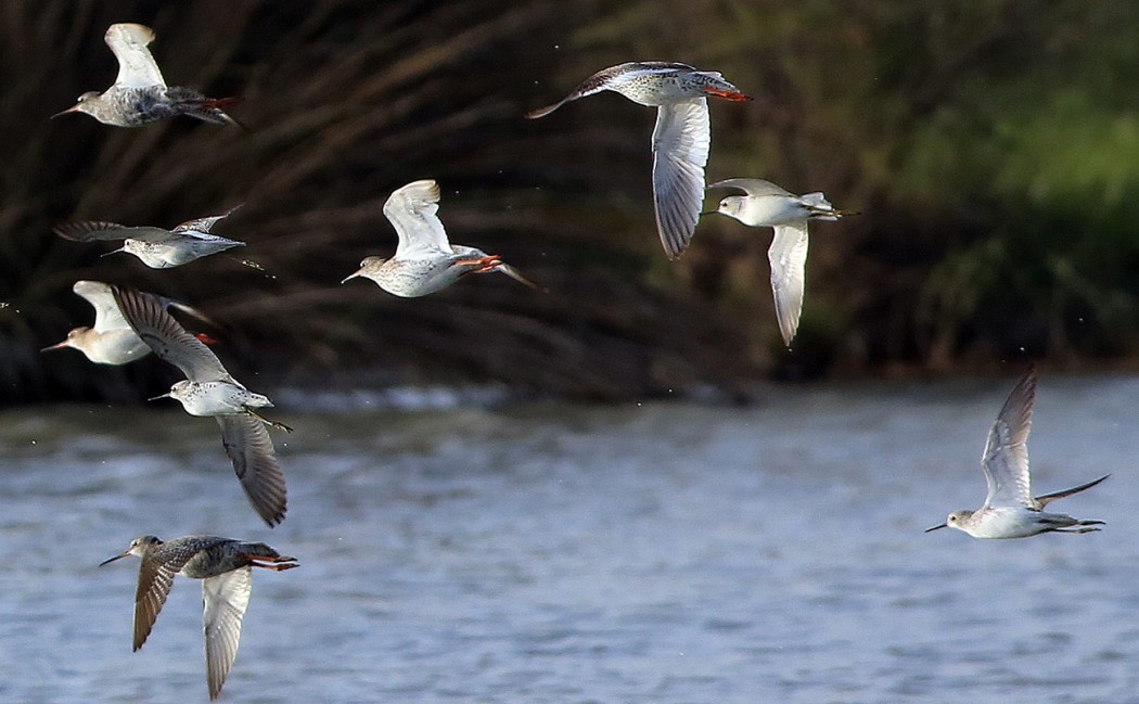 Marsh Sandpiper