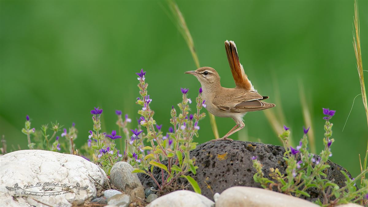Rufous-tailed Scrub Robin