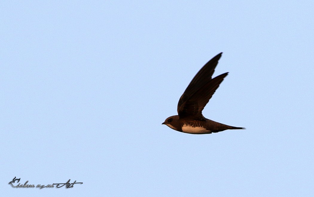 Alpine Swift