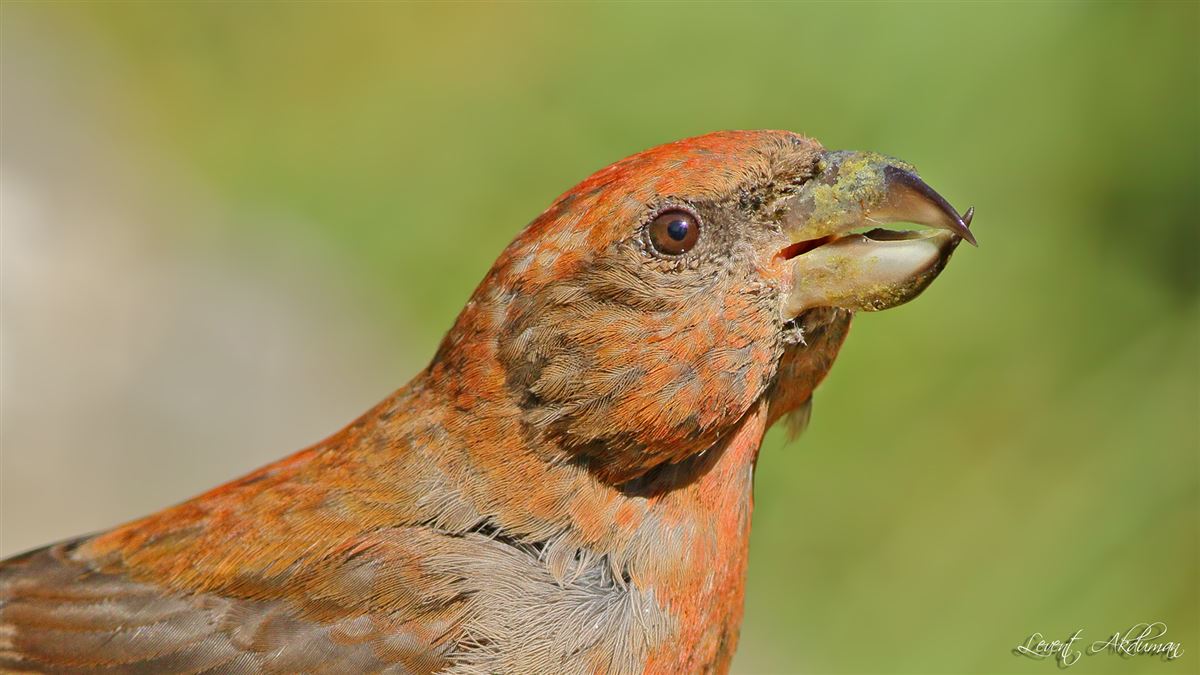 Red Crossbill