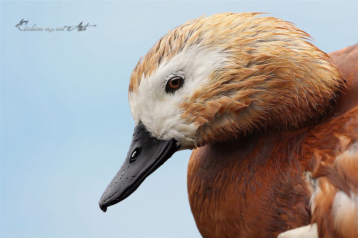 Ruddy Shelduck